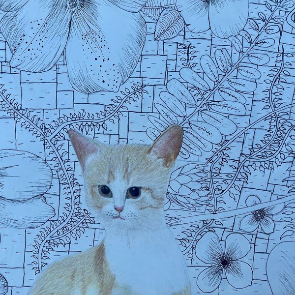 2020-12 Happy Cat